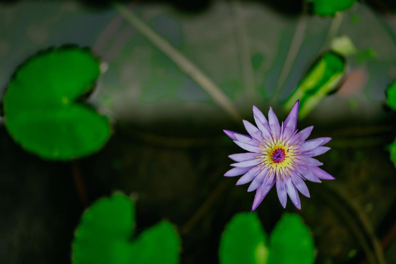 Jungle Lotus Villas Ubud  Bagian luar foto